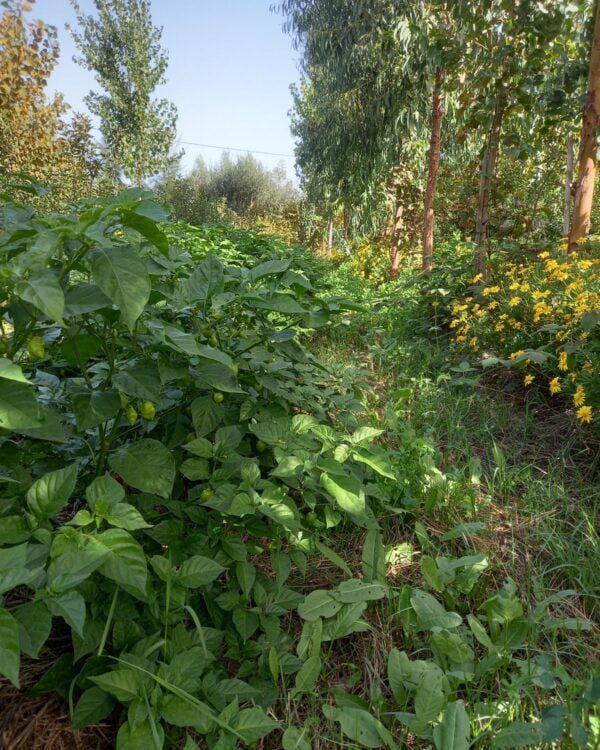 Malaguetas em Colheita