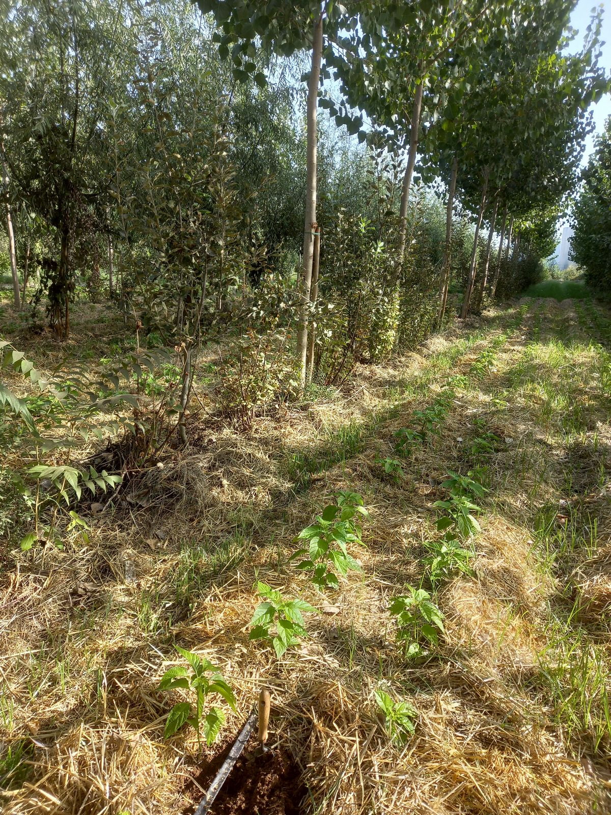 Malaguetas em Crescimento