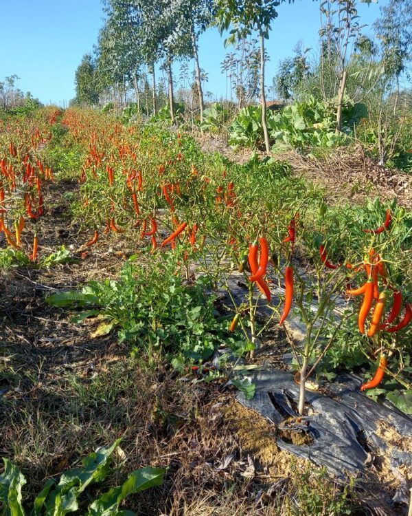 Malaguetas na última colheita