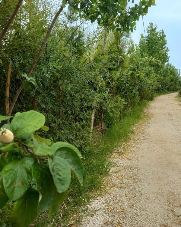 Sebe para auxiliares e para produção