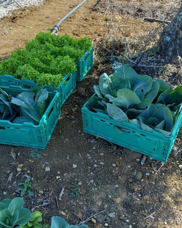 Vivid Farms