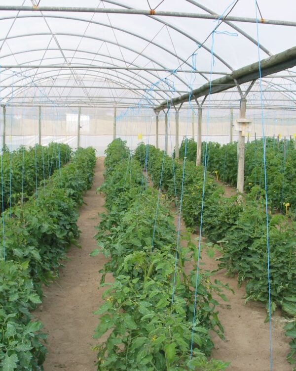 Tomate - DRAPALG - Faro (janeiro de 2004)