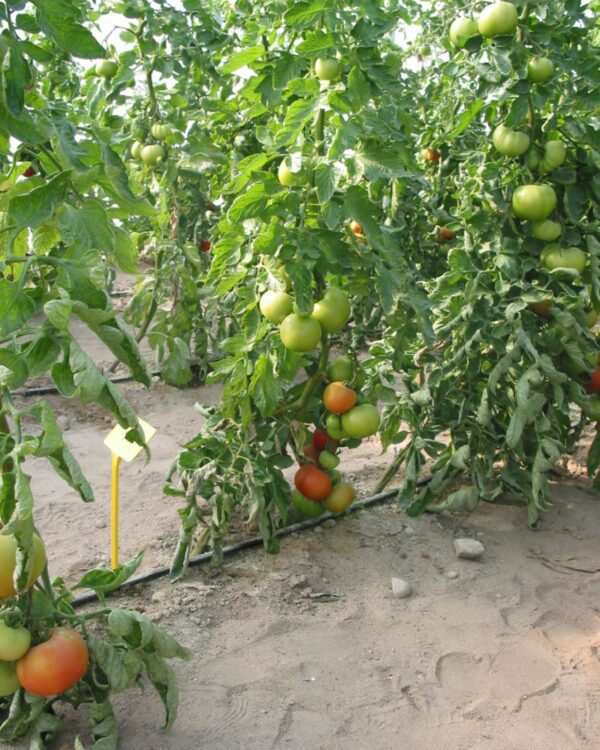 Tomate - DRAPALG - Faro (abril de 2004)