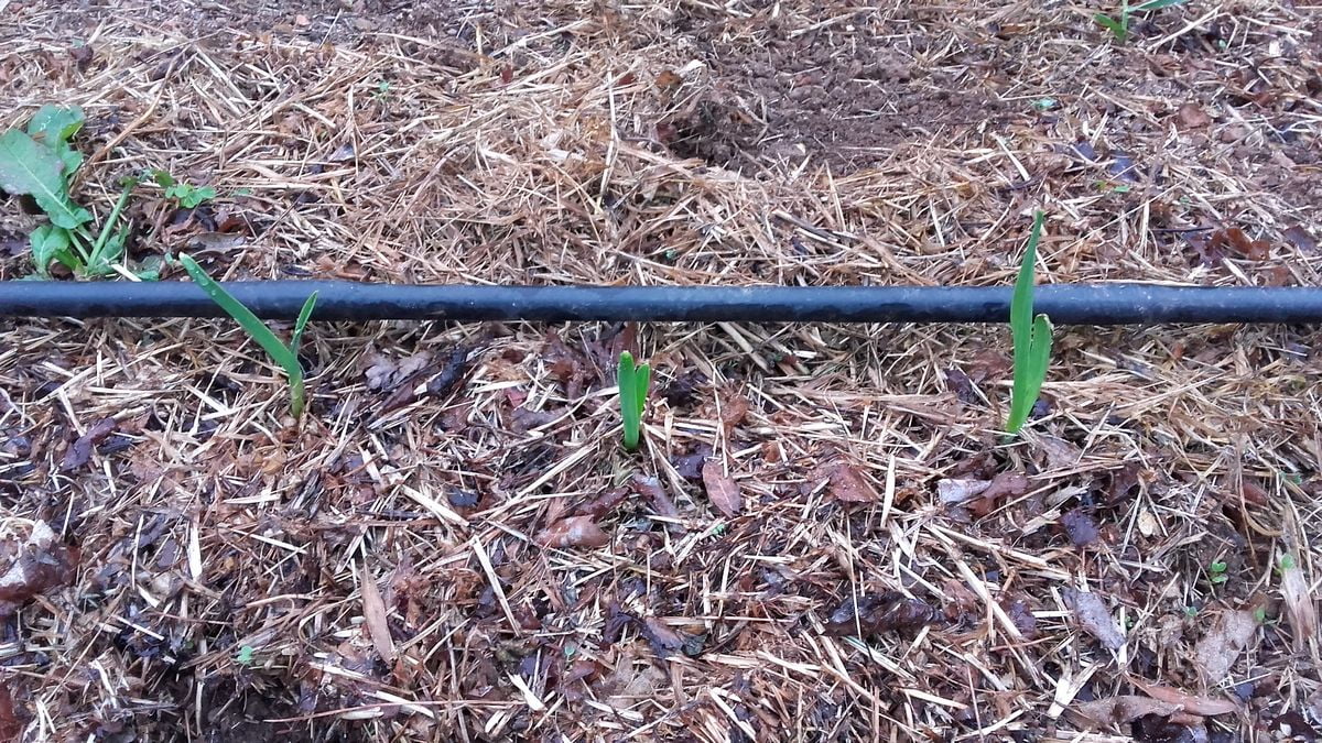 Enpalhamento do Solo