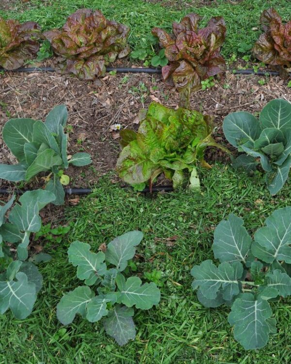 Cobertura de Solo com Relva Cortada - Sintra (fevereiro de 2017)