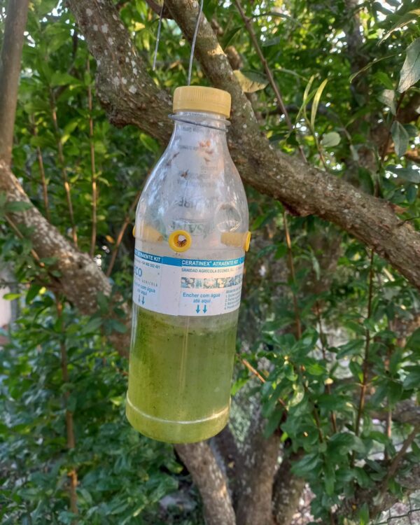 Garrafa Mosqueira para a mosca do Mediterrâneo - Sintra (setembro de 2022)