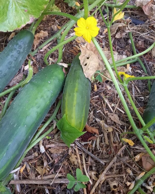 Pepino Rendado de Santulhão
