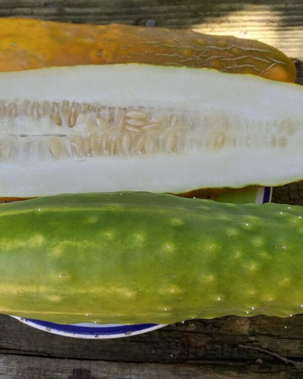 Pepino Rendado de Santulhão