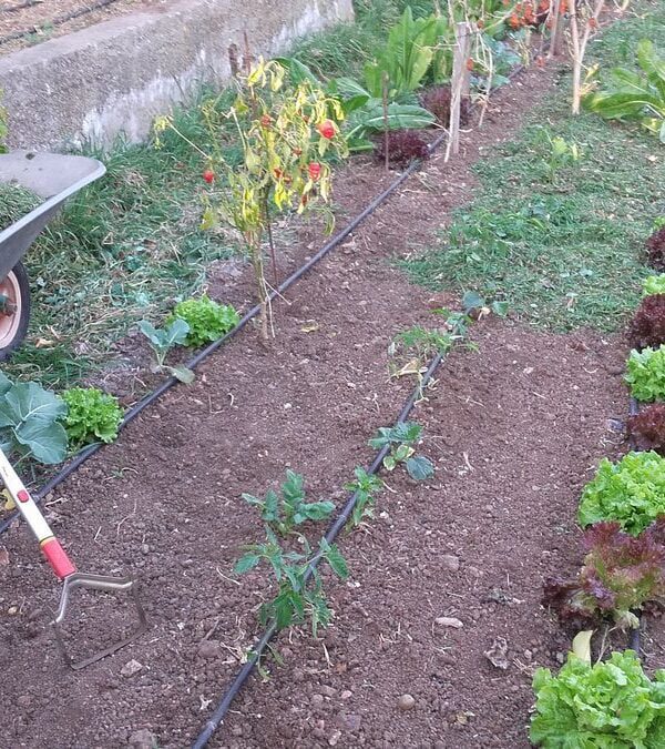 Sacha manual e cobertura do solo com relva cortada