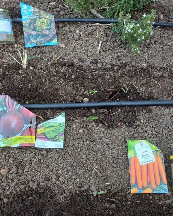 Sementeiras - Sintra (outubro de 2022)