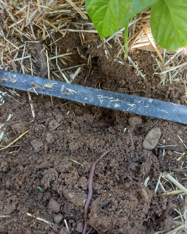 Solo Vivo - Sintra (outubro de 2022)