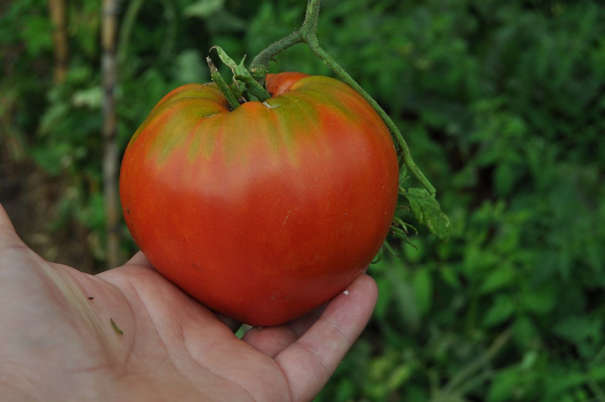 Tomate Coração de Boi - Sintra (agosto de 2011)