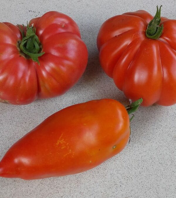 Tomate Rosa da Moita, Teta de Cabra e Zapotec - Sintra (setembro de 2019)