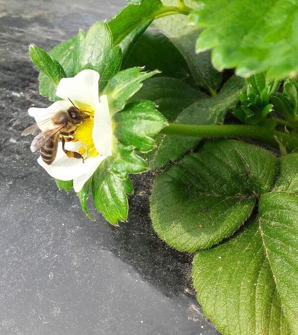 Abelha Polinizadora - Quinta de Santo Estevão - Benavente (abril de 2021)