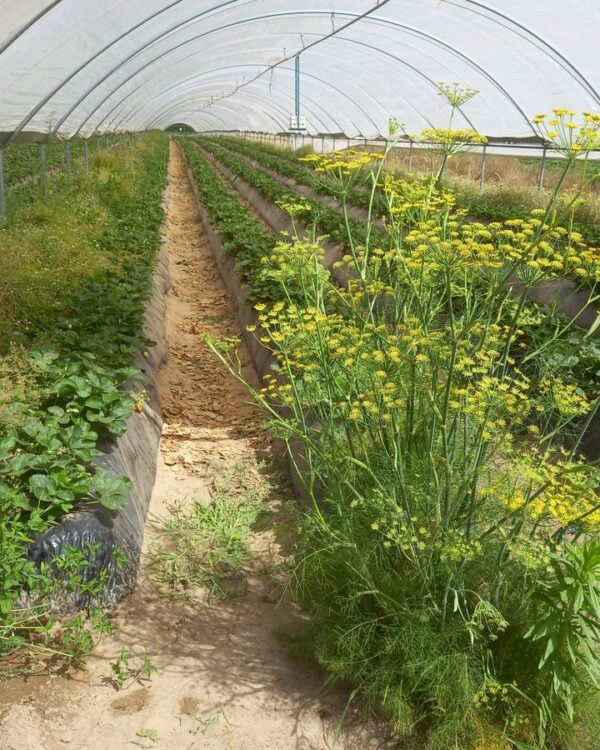 Plantas Hospedeiras de Insetos Auxiliares - Quinta de Santo Estevão - Benavente (junho de 2022)