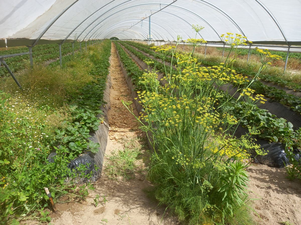 Plantas Hospedeiras de Insetos Auxiliares - Quinta de Santo Estevão - Benavente (junho de 2022)