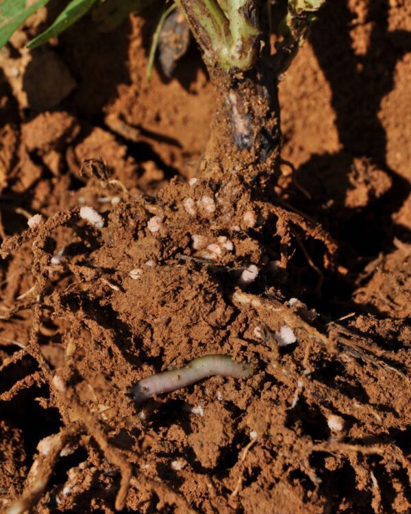 Olival com adubação verde anual e regeneração do solo