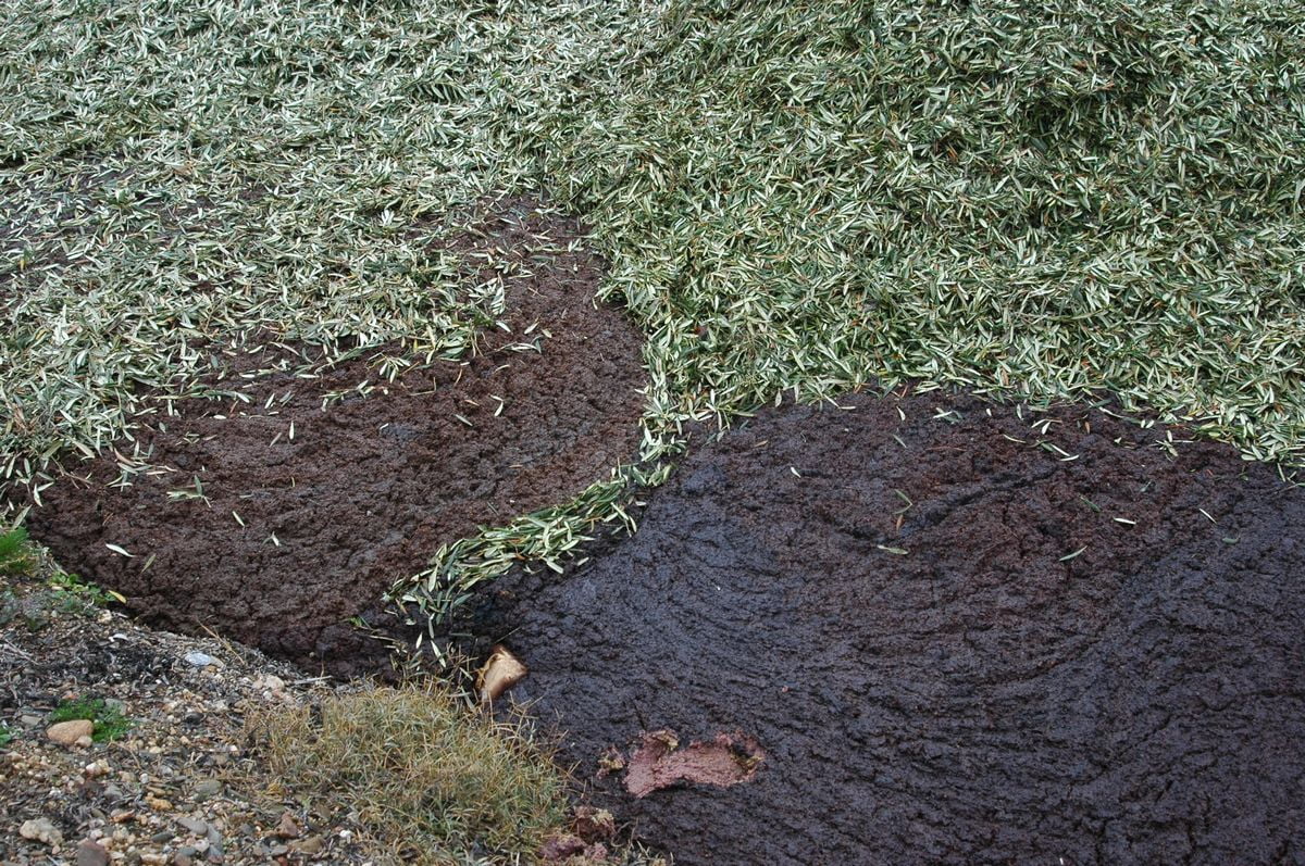 Olival subprodutos para compostagem, com bagaço de azeitona e folha de oliveira