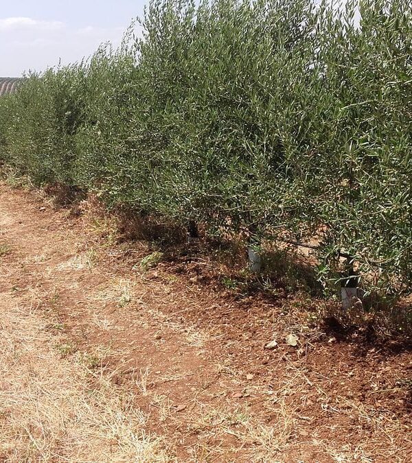 Arbequina - Risca Grande - Serpa (julho de 2020)