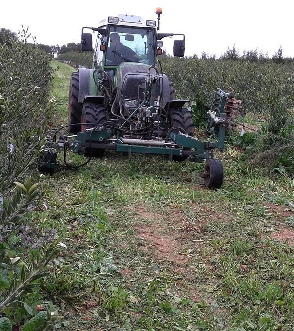 Arbosana – Risca Grande – Serpa (julho de 2020)