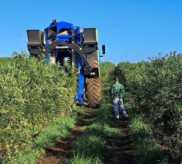 Olival em Sebe - Colheita 1 - Lagar de Santa Luzia - Ferreira do Alentejo (novembro de 2022)