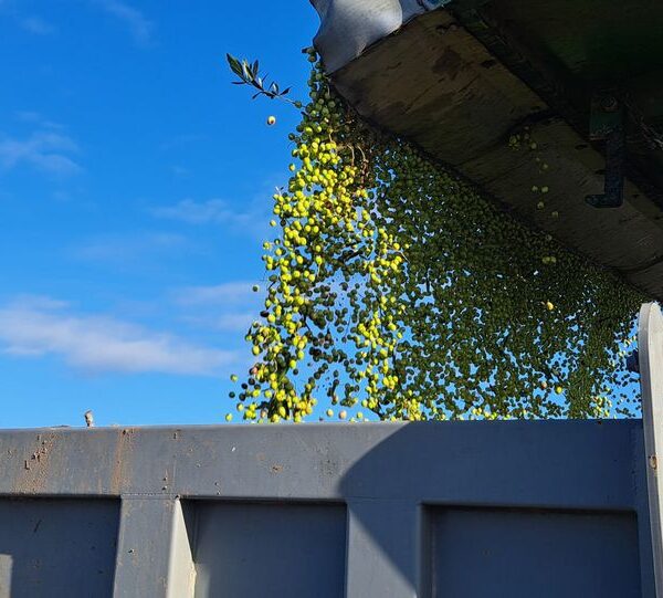 Olival em Sebe - Colheita 2 - Lagar de Santa Luzia - Ferreira do Alentejo