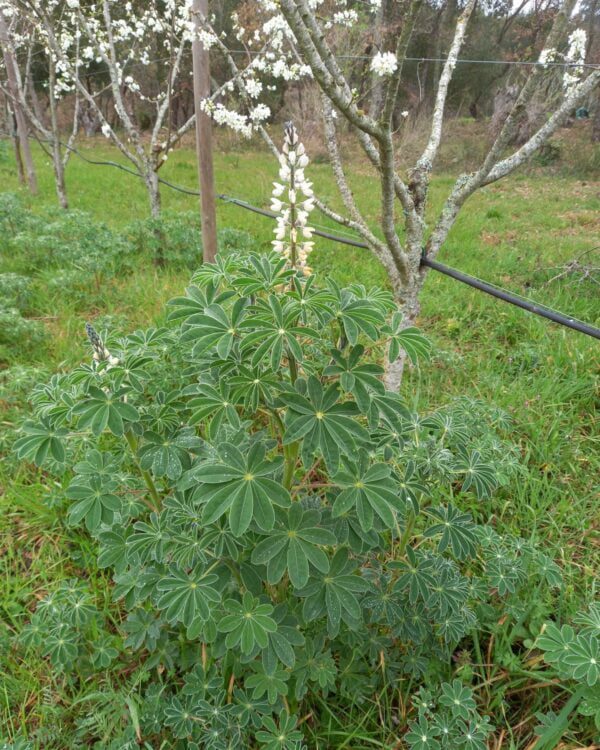 Adubação verde com tremoço branco em ameixeiras