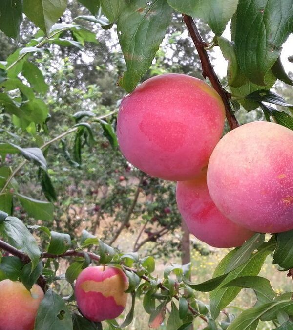 Ameixa Fortune - Pomar Agro-Sanus