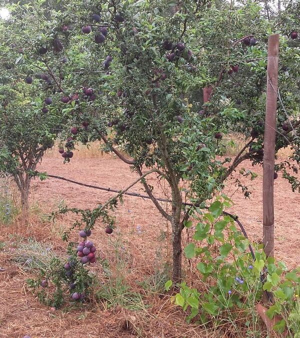 Ameixeiras com empalhamento após trituração do adubo verde e rama de poda - Pomar Agro-Sanus