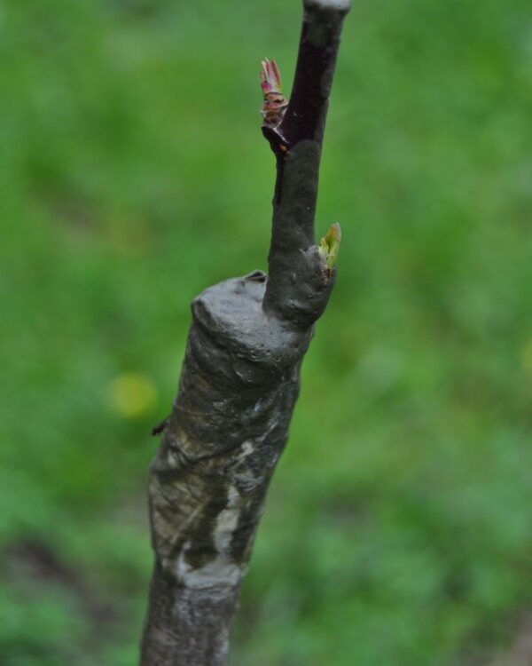 Enxertia de Pessegueiro Rosa - Pomar Agro-Sanus - Ferreira do Zêzere (março de 2022)