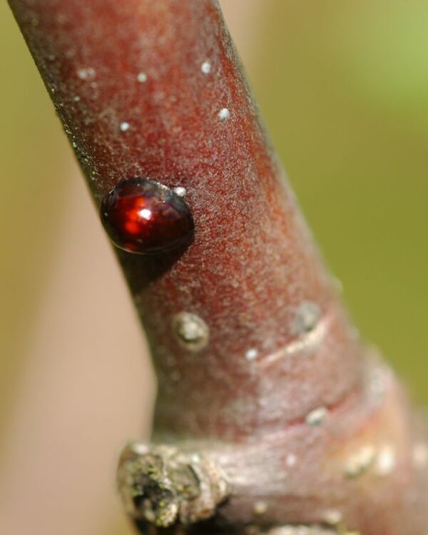 Joaninha Chylocorus spp. predadora de cochonilhas - Pomar Agro-Sanus - Ferreira do Zêzere (abril de 2007)