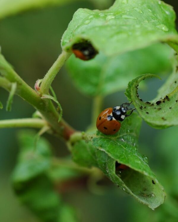 Joaninha Coccinella septempunctata predadora de afídeos - Pomar Agro-Sanus
