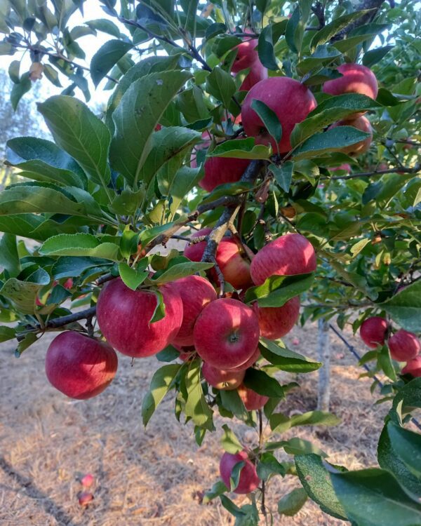 Maça Gaia - Pomar Agro-Sanus