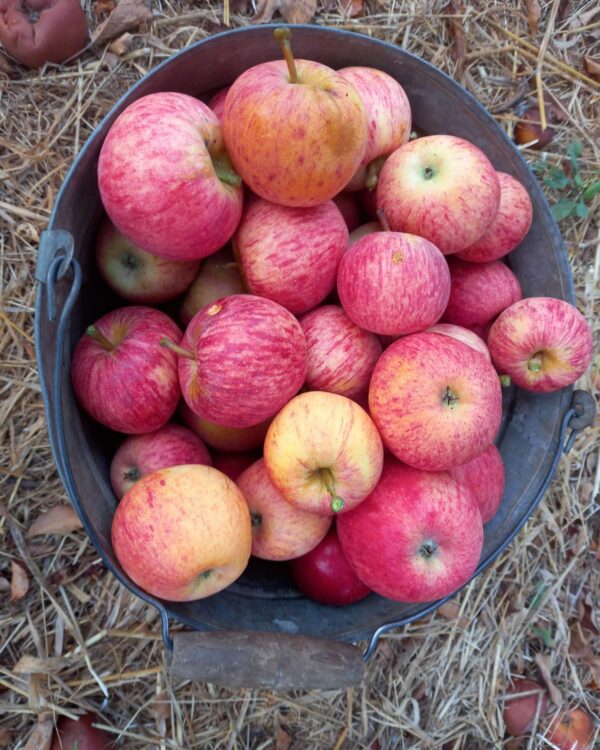 Maça Gaia - Pomar Agro-Sanus