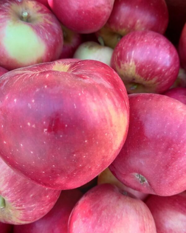 Maça Gemini - Pomar Agro-Sanus