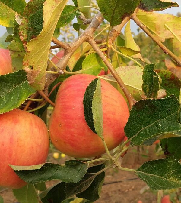 Maça Pinova - Pomar Agro-Sanus