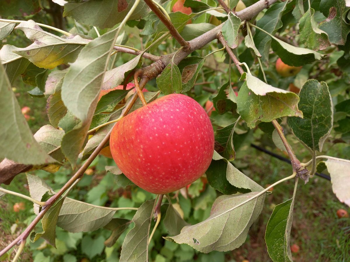 Maça Pinova - Pomar Agro-Sanus