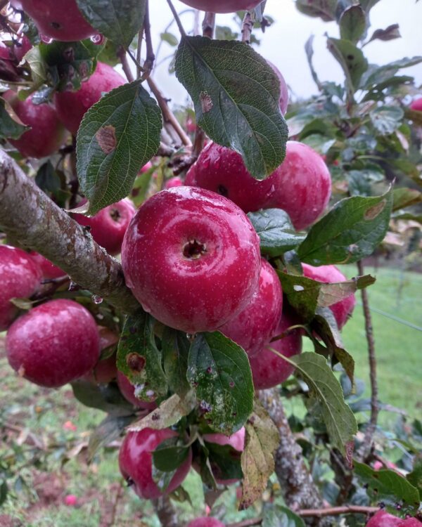 Maça Rapinau - Pomar Agro-Sanus