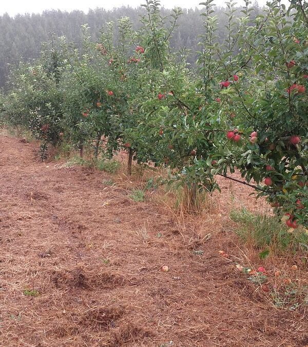 Macieiras - Empalhamento após trituração do adubo verde e da rama da poda