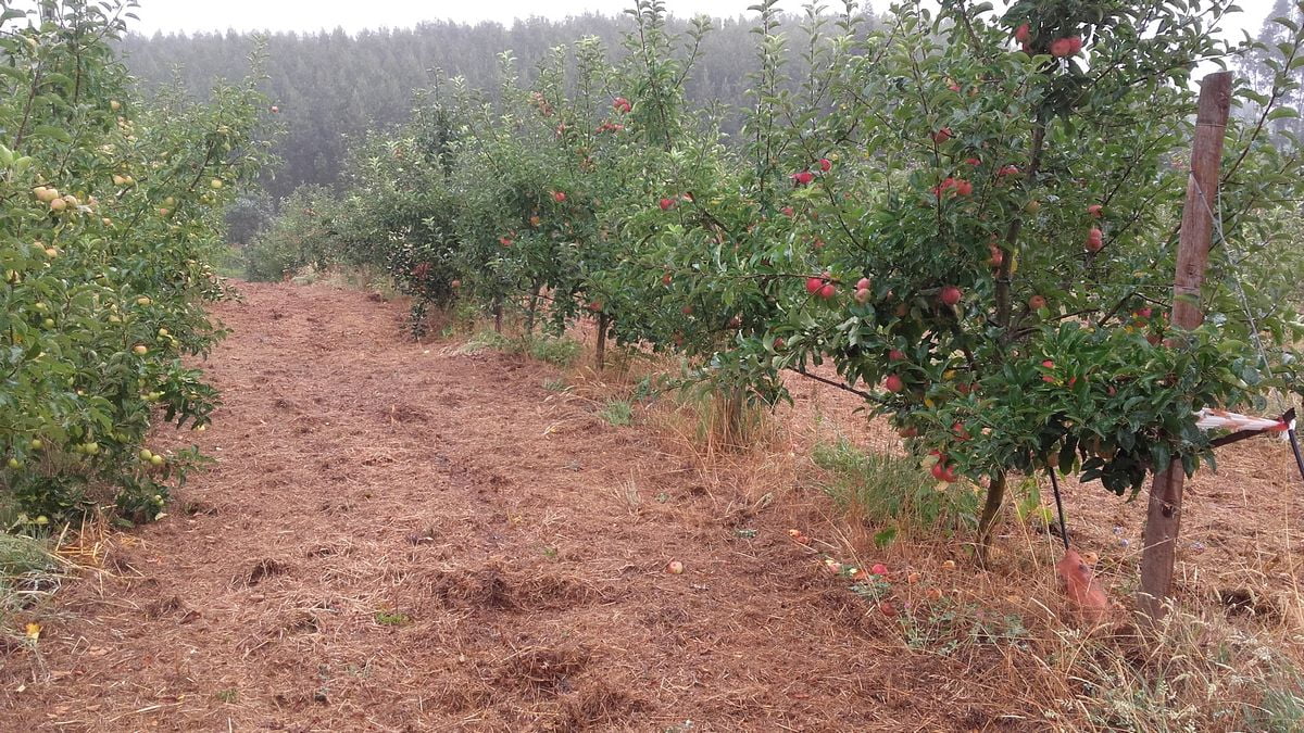 Macieiras - Empalhamento após trituração do adubo verde e da rama da poda