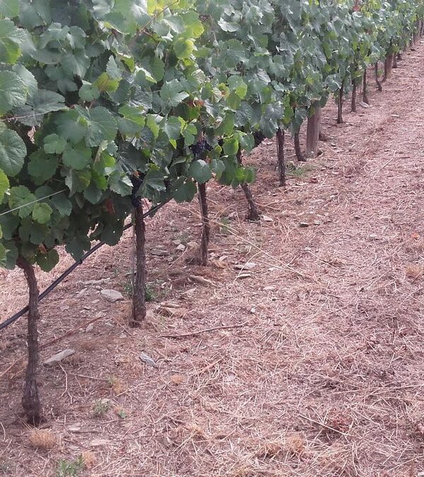 Touriga Franca ao alto com empalhamento sem mobilização do solo - Quinta Orgal (Q. Vallado) - Vila Nova de Foz Côa (julho de 2019)