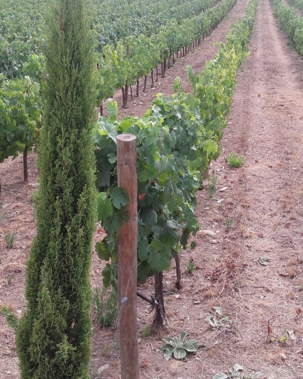 Touriga Nacional ao alto com empalhamento sem mobilização do solo - Quinta Orgal (Q. Vallado) - Vila Nova de Foz Côa (julho de 2019)