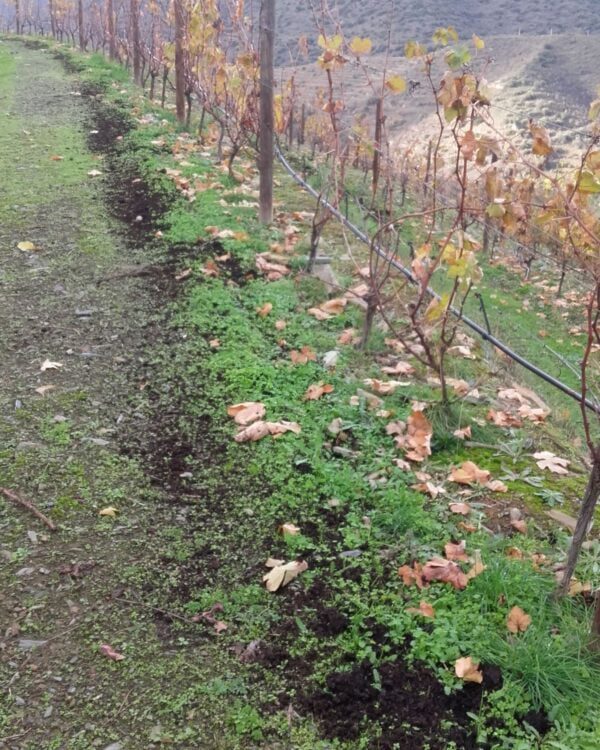 Corretivo Orgânico – Quinta do Vallado – Peso da Régua (novembro de 2019)