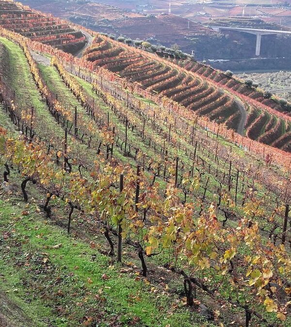 Touriga Nacional - Quinta do Vallado - Peso da Régua (novembro de 2019)