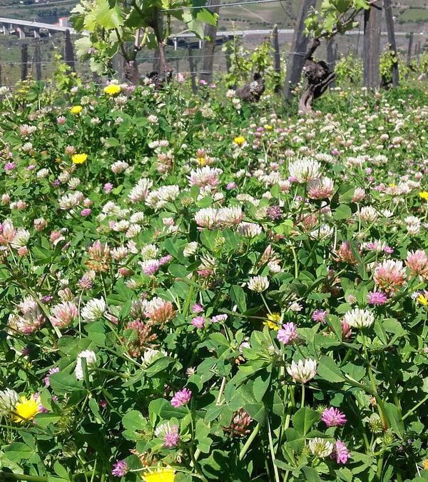 Vinha Velha com com adubação verde em enrelvamento - Quinta do Vallado - Peso da Régua (abril de 2020)