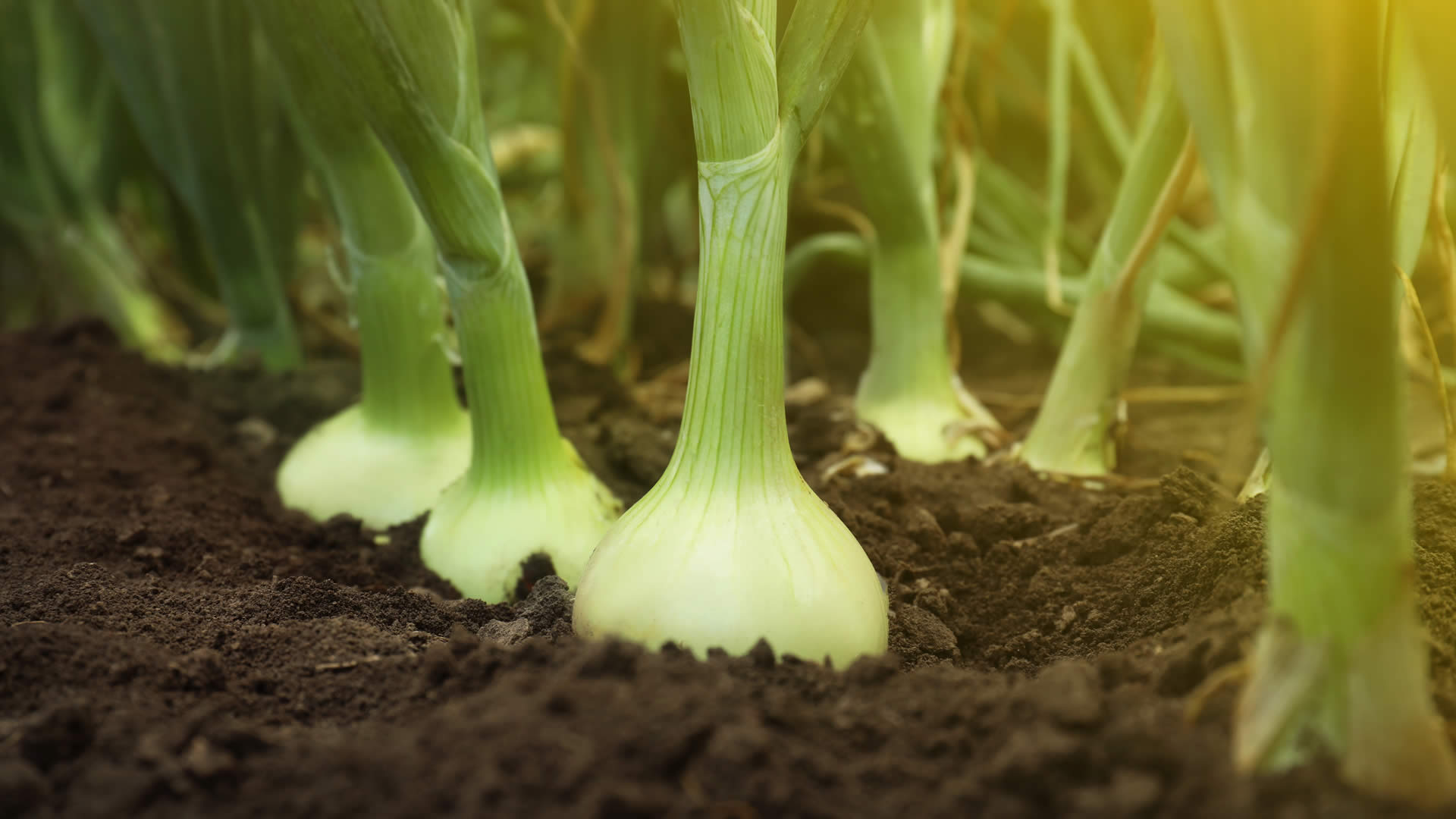 Agro-Sanus – Assistência Técnica Em Agricultura Biológica Lda
