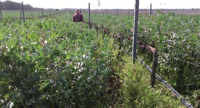 Culturas de cobertura para adubação verde em agricultura biológica