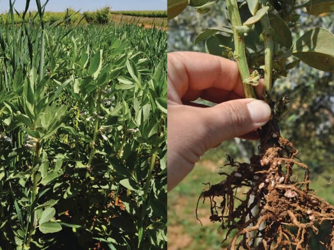 Culturas de cobertura para adubação verde em agricultura biológica