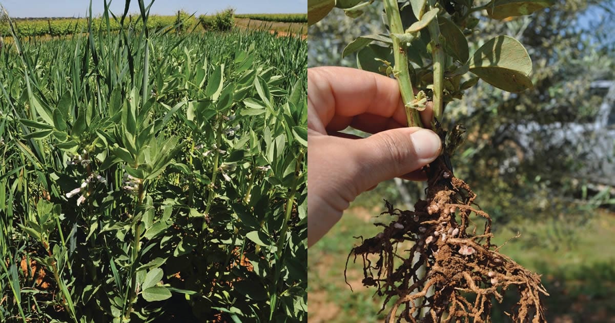 Culturas de cobertura para adubação verde em agricultura biológica